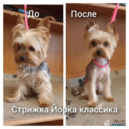 Груминг, стрижка собак и кошек (без выезда)