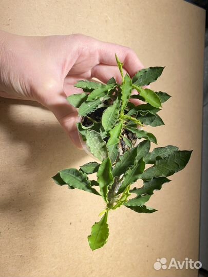 Комнатные растения цветы