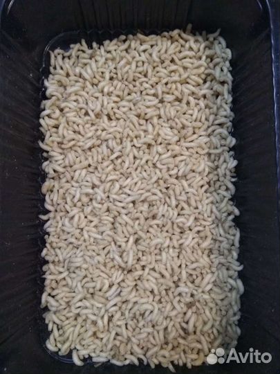 Червь, опарыш для рыбалки