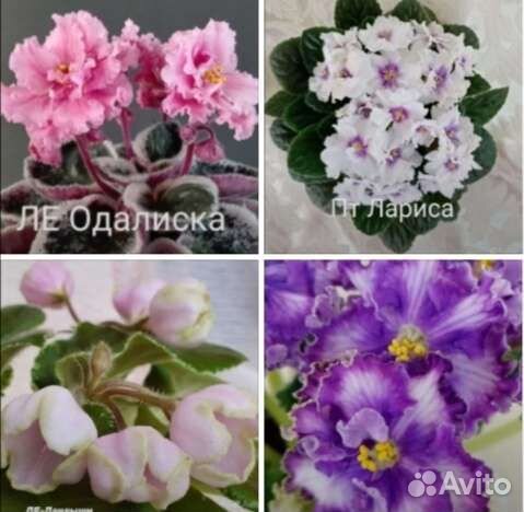 Детки фиалок