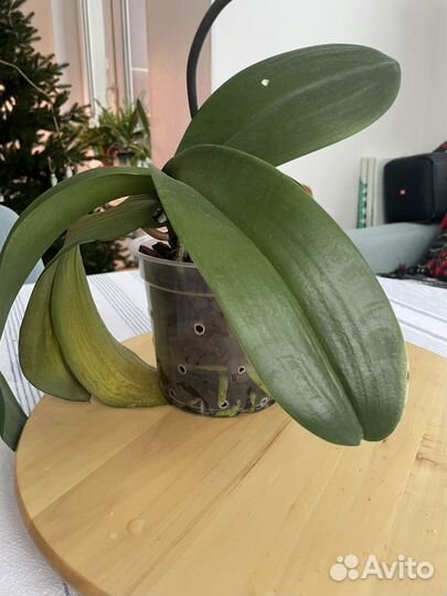 Орхидея фаленопсис кофейный