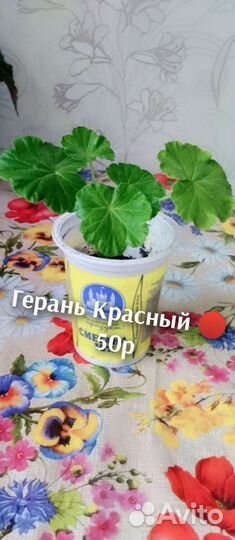 Фиалка взрослая