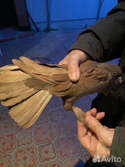 Продажа николаевских голубей, бакинских