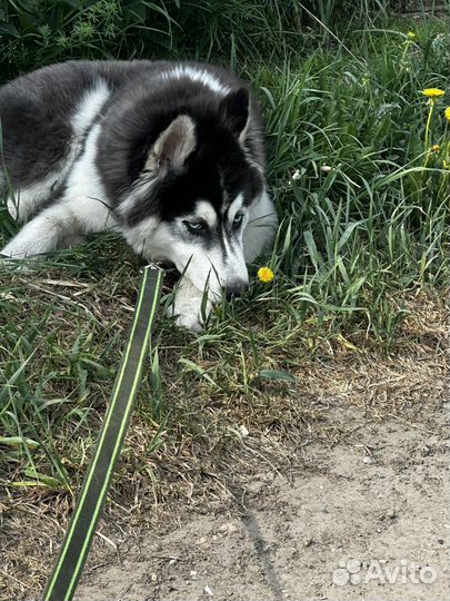 Щенок сибирской хаски