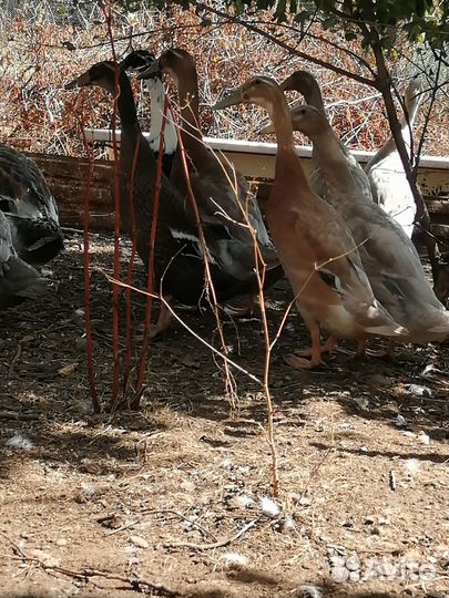 Индийские бегунки и индоутки