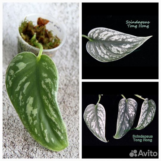 Сциндапсусы сортовые