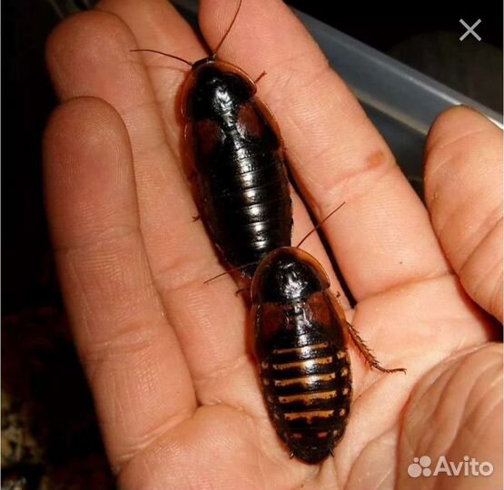 Аргентинский таракан