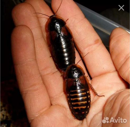 Аргентинский таракан