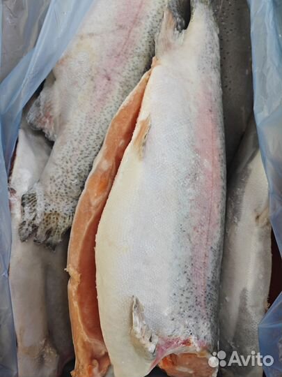 Форель норвежская премиум крупная