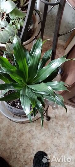 Кливия,Драцена фрагранс