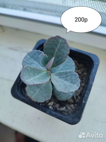 Суккуленты