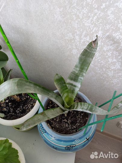 Цветок Эхмея