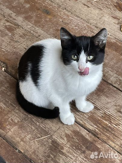 Котенок в добрые руки