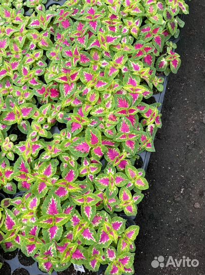 Рассада однолетних цветов оптом