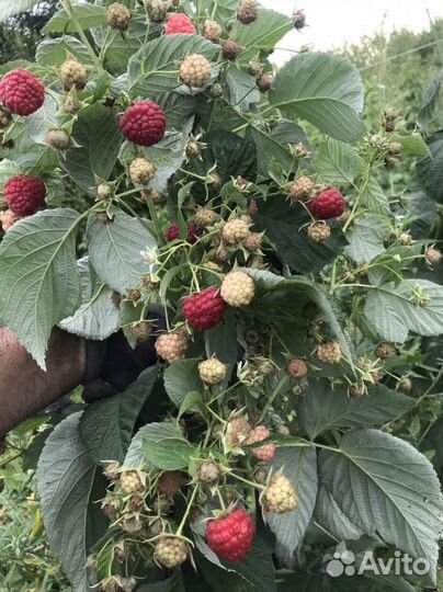 Саженцы малины сорта Квелли