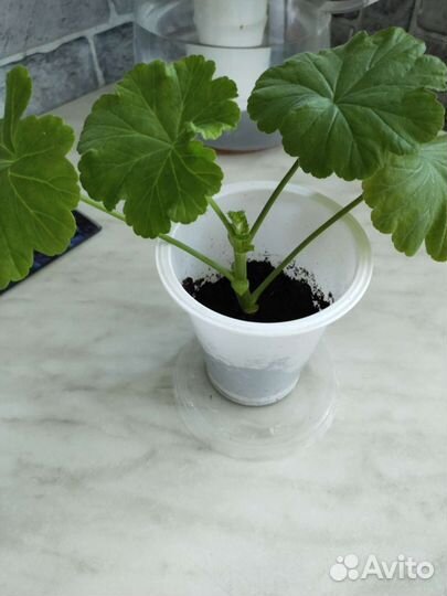 Пеларгония герань