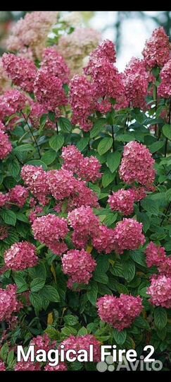 Гортензии метельчатые 2- х летки