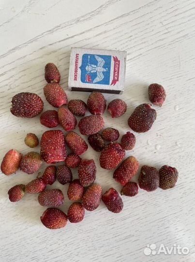 Саженцы земклуники