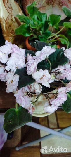 Сортовые фиалки