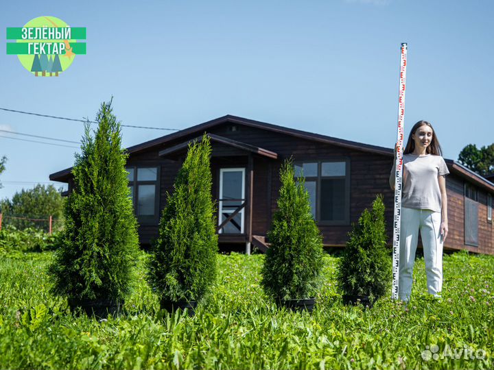 Туи смарагд 0,8 м свежая копка 2023