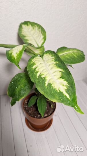 Цветы,растения