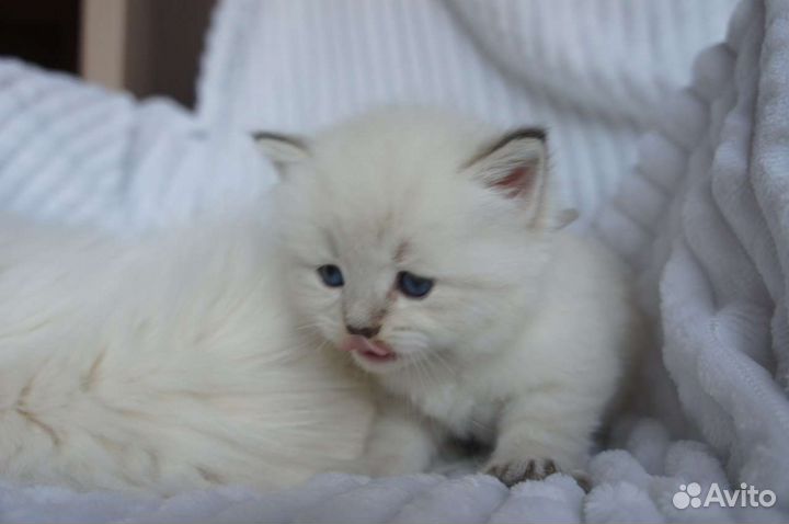 Невский маскарадный малыш с документами