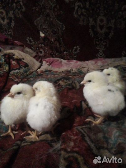 Цыплята