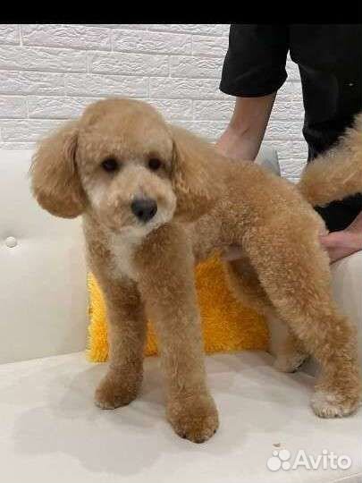 Грумер, стрижка собак, уз чистка зубов