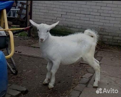Козлик племенной на обмен 3.5 месяца