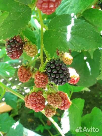 Ежемалина ягода