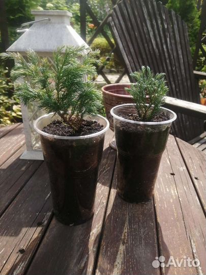 Кипарисовик горохоплодный