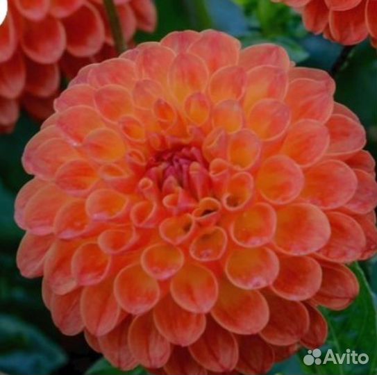 Черенки георгин, укорененные