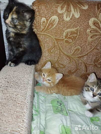 Котята