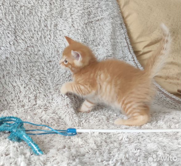 Котята мейн-кун