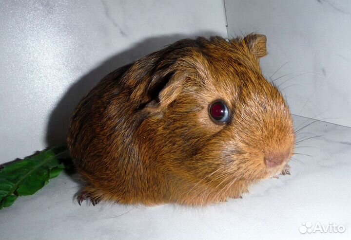 Морские свинки мальчики