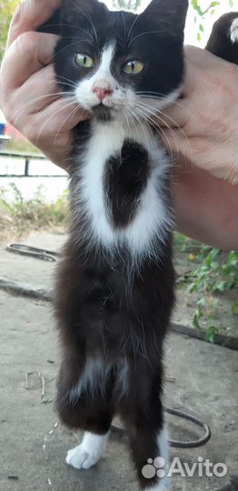 Кошка в дар