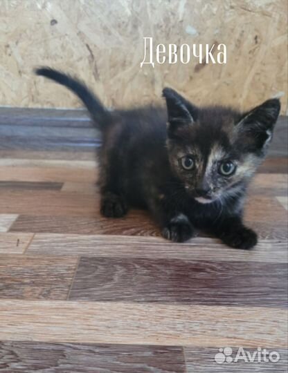 Кошка