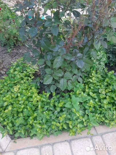 Барвинок пестролистный почво-пакровник