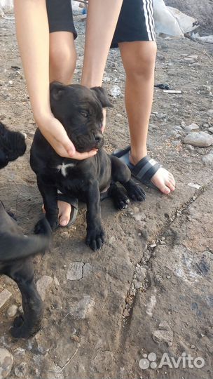 Щенки кане корсо