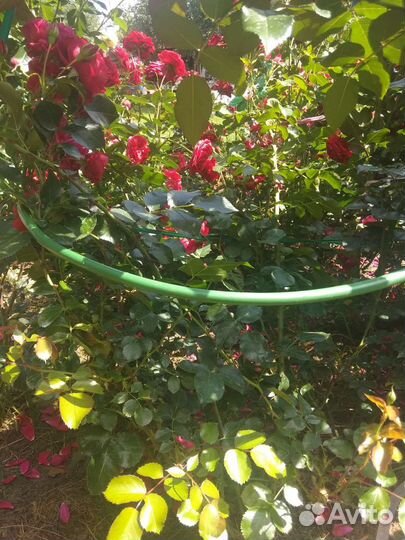 Роза плетистая