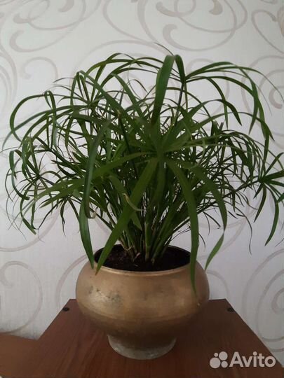 Разные сорта гибискуса