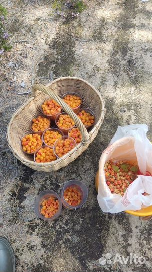 Морошка,черника, белые грибы