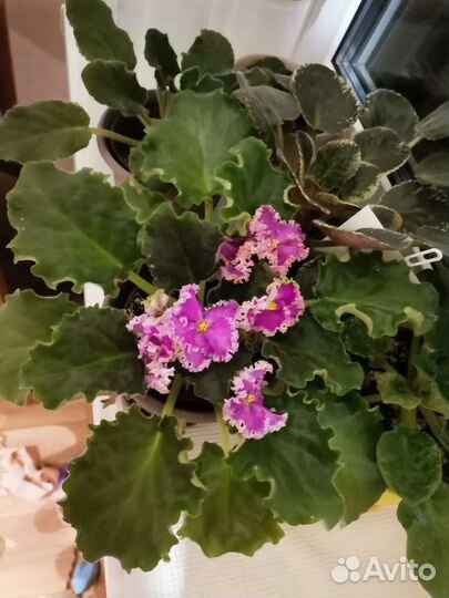 Сортовые фиалки листики