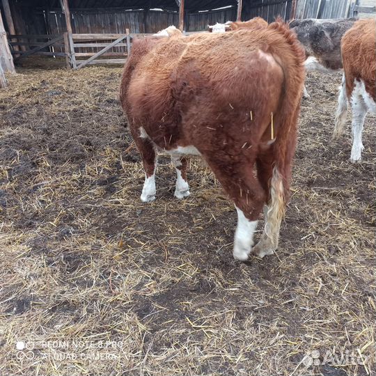 Бык на племя