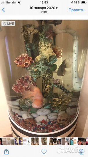 Аквариум торг