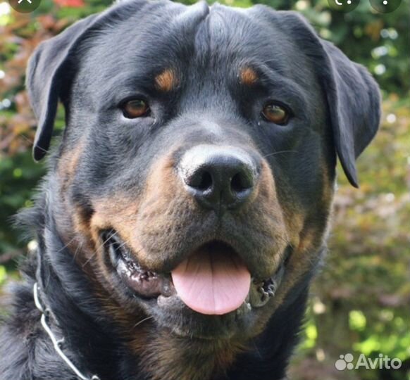 Ротвейлер вязка