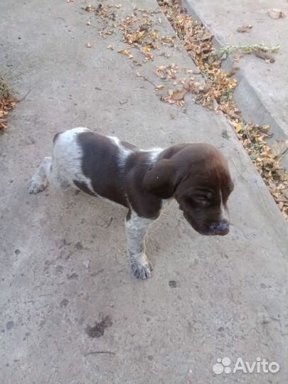 Щенки курцхаар