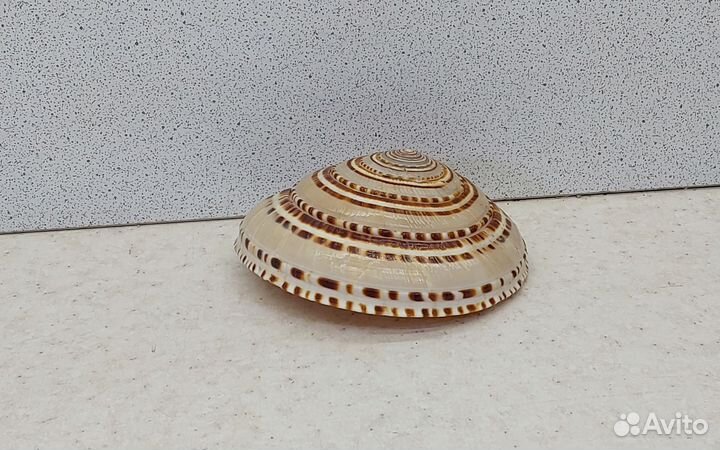 Архитектоника Макулата 7,1 морская ракушка