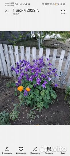 Многолетки : Жарки, Дицентра, Эквилегия