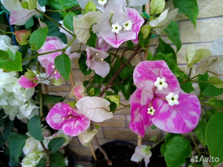 Бугенвиллия Miss Universe